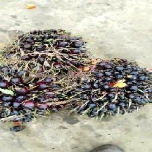 unripe_train (813).jpg