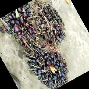 unripe_train (814).jpg