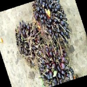 unripe_train (815).jpg