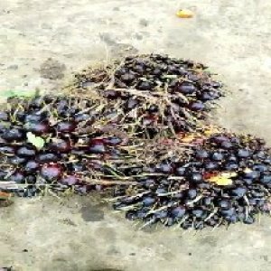 unripe_train (816).jpg