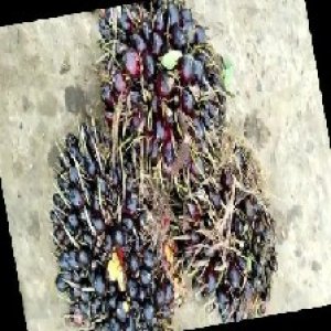 unripe_train (817).jpg