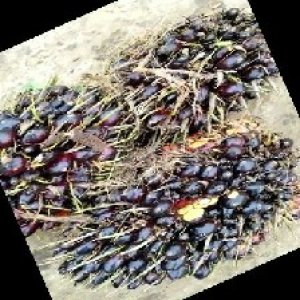 unripe_train (819).jpg