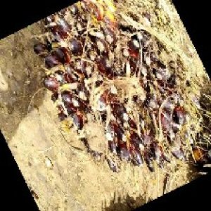 unripe_train (82).jpg