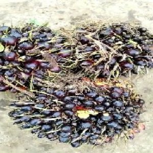 unripe_train (820).jpg