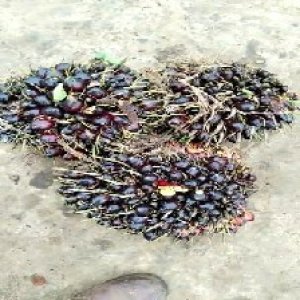 unripe_train (821).jpg