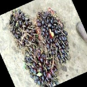 unripe_train (822).jpg