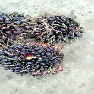 unripe_train (824).jpg