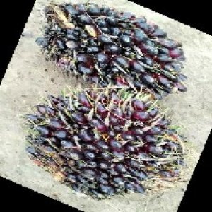 unripe_train (825).jpg