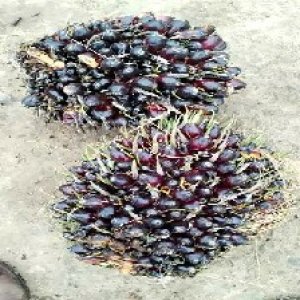 unripe_train (826).jpg