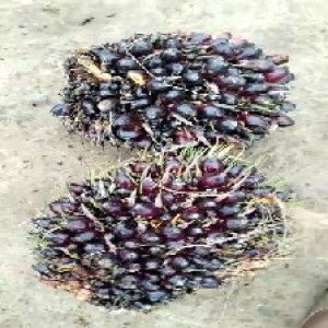 unripe_train (827).jpg