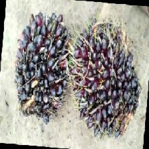 unripe_train (828).jpg