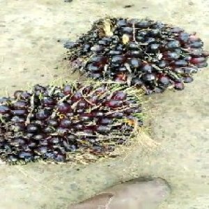 unripe_train (829).jpg