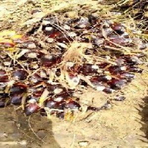 unripe_train (83).jpg