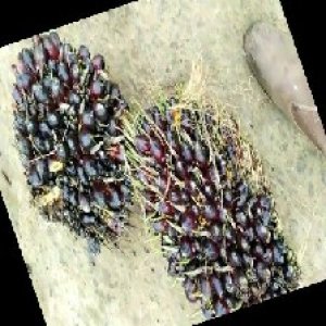 unripe_train (830).jpg