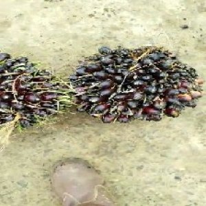 unripe_train (831).jpg