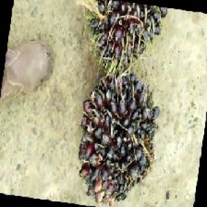 unripe_train (832).jpg