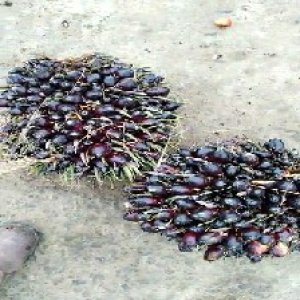 unripe_train (833).jpg