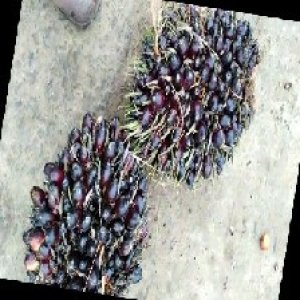 unripe_train (834).jpg