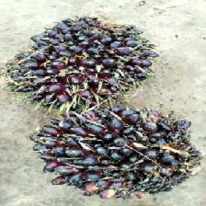 unripe_train (836).jpg