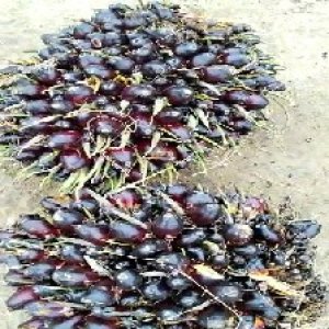 unripe_train (837).jpg