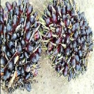 unripe_train (838).jpg