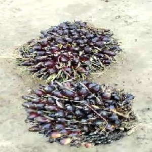 unripe_train (839).jpg