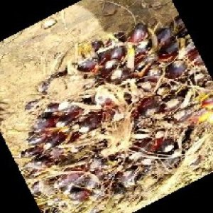 unripe_train (84).jpg