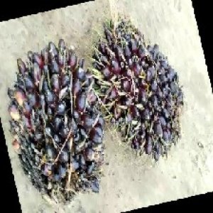 unripe_train (840).jpg