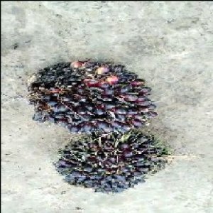 unripe_train (841).jpg