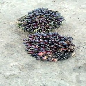 unripe_train (842).jpg