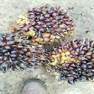 unripe_train (843).jpg