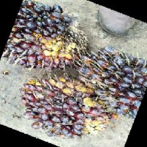 unripe_train (844).jpg