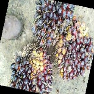 unripe_train (846).jpg