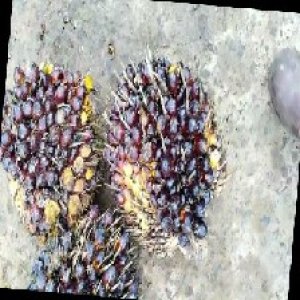 unripe_train (847).jpg