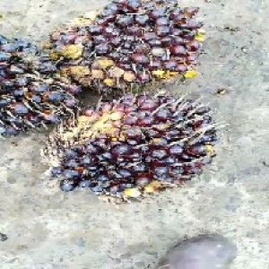 unripe_train (848).jpg