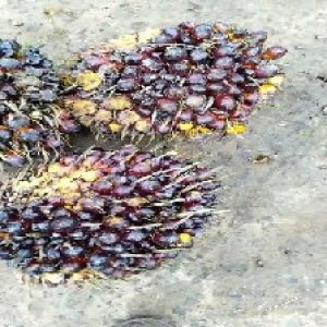 unripe_train (849).jpg