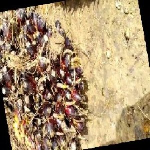 unripe_train (85).jpg