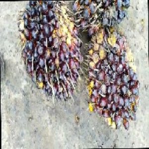 unripe_train (850).jpg