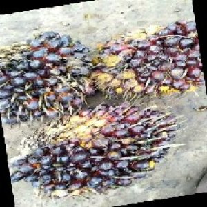 unripe_train (851).jpg