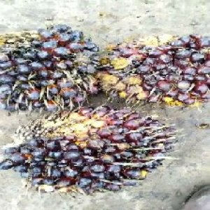 unripe_train (852).jpg