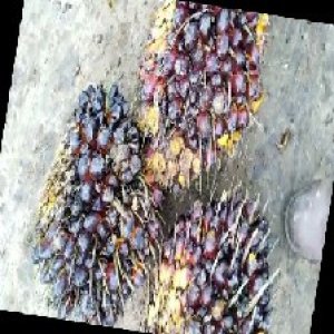 unripe_train (853).jpg