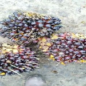 unripe_train (854).jpg