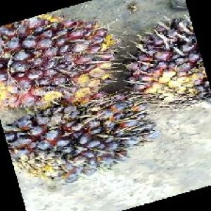 unripe_train (855).jpg