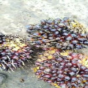 unripe_train (856).jpg