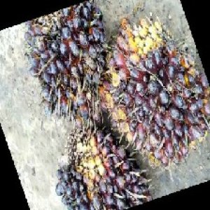 unripe_train (857).jpg