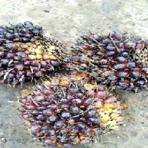 unripe_train (858).jpg