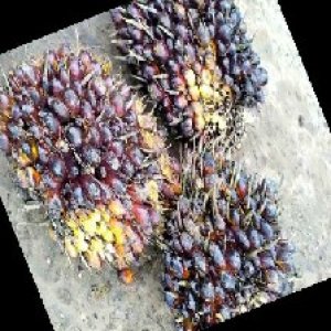 unripe_train (859).jpg