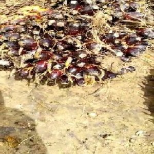 unripe_train (86).jpg