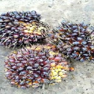 unripe_train (860).jpg