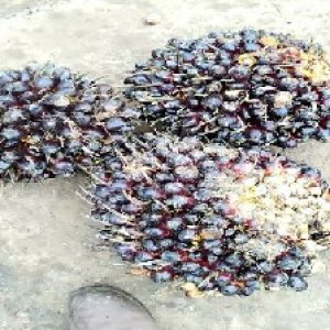 unripe_train (861).jpg